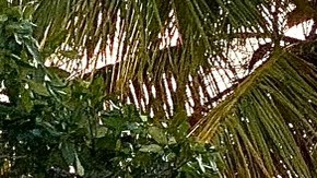 Lindsay Shiver fue detenida previamente en las Bahamas.