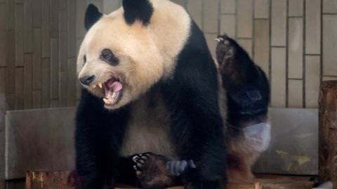 La inclusión de pandas en las tumbas es un rasgo distintivo de la antigua China.