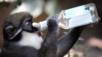 Tras el experimento, los monos evitaron beber alcohol casi por completo.
