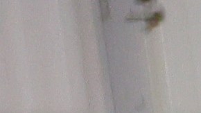 Nueva York ha recibido a más de 100,000 personas de las que unas 60,000 están bajo su cuidado.