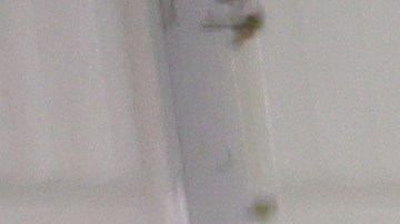 Nueva York ha recibido a más de 100,000 personas de las que unas 60,000 están bajo su cuidado.