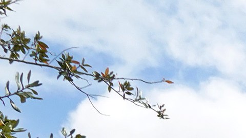 Anu Awasthi desapareció de un Walmart de Florida.