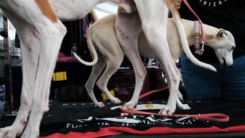 Muchos de los perros tienen menos de 4 años.