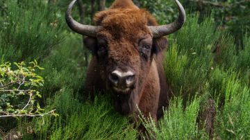 A bison grazes in the reserve of the European bison (Bison Bonasus) next to the village of San Cebrian de Muda, in the Palentina Mountain natural park, northern Spain, on July 3, 2023. The bison, like the "Garranos" horses in Portugal, is one of the animals contributing to the clearing of natural area and helping prevent wildfires on the Iberian Peninsula. (Photo by CESAR MANSO / AFP) (Photo by CESAR MANSO/AFP via Getty Images)
