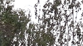 El agricultor plantó 80 acres de girasoles en Kansas para su esposa.