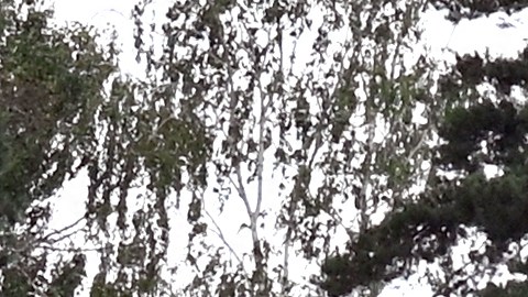 El agricultor plantó 80 acres de girasoles en Kansas para su esposa.