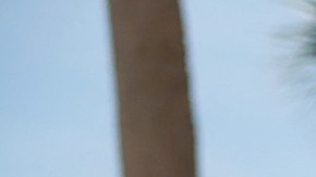 Departamento de Justicia evalúa descalificar al abogado de Walt Nauta por conflicto de intereses