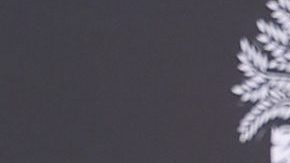 Miguel Bosé aún no ha dado declaraciones sobre lo sucedido.