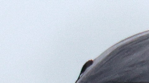 Republicanos condenaron a Trump por el 6 de enero de 2021; ahora lo defienden