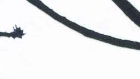 Devastación en Hawaii por los incendios.