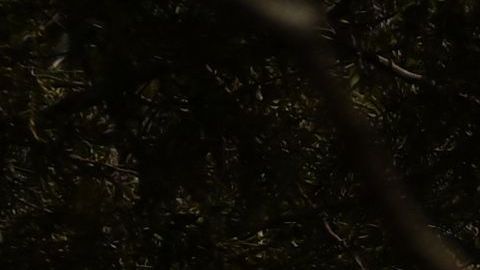 Los incendios forestales en Hawaii se han convertido en el siniestro más mortífero de Estados Unidos.
