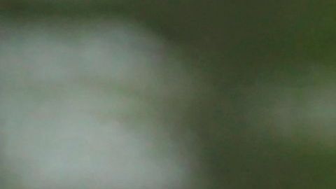 Un espécimen de tigre de Amur.