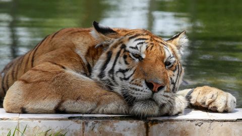 Un espécimen de tigre de Amur.