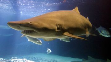 Reportan un nuevo ataque de tiburón en Florida.