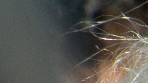 Trump será arrestado a las 7:30 pm ET de este jueves 24 de agosto