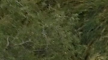 La competencia tiene por primera vez un campeón mexicano.