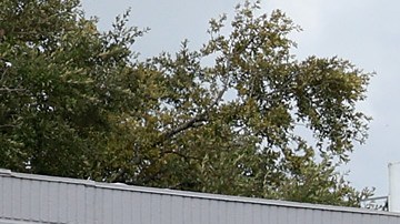 Inundaciones en Florida por huracán Idalia