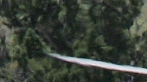 Helicóptero rodea a un grupo de caballos salvajes en Nevada.