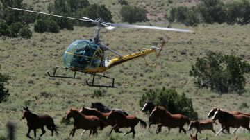 Helicóptero rodea a un grupo de caballos salvajes en Nevada.