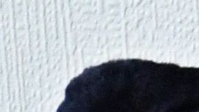 TOPSHOT-RUSSIA-POLITICS-OPPOSITION-PROTEST-NAVALNY