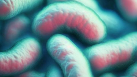 La vibrio vulnificus afecta especialmente a ancianos o personas mayores con problemas en su sistema inmunológico y solo se combate con antibióticos.