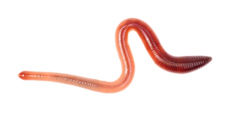 Gusano