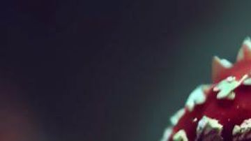 La mujer que sirvió los hongos no se enfermó ni sus dos hijos.