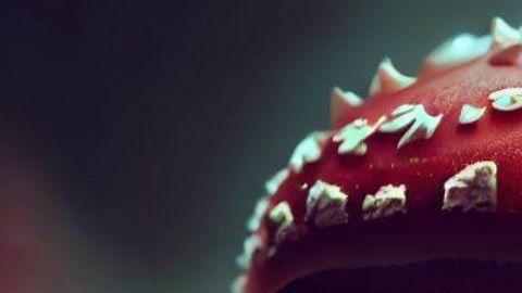 La mujer que sirvió los hongos no se enfermó ni sus dos hijos.