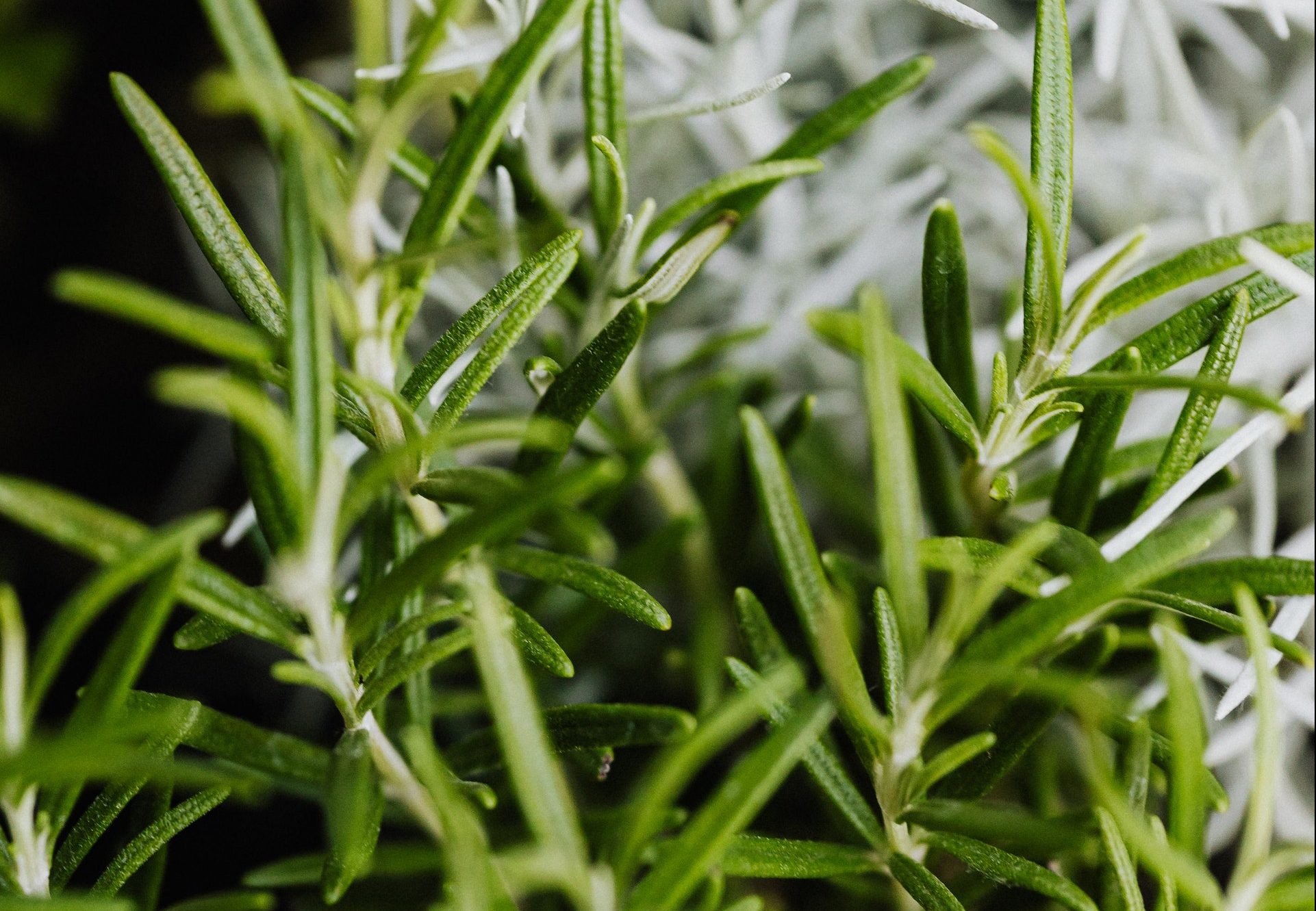 Feng Shui: Plantas que debes tener en la cocina para atraer la abundancia