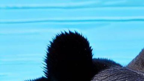 Un oso negro fue descubierto nadando en una piscina de Massachusetts.
