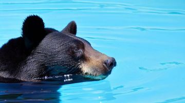 Un oso negro fue descubierto nadando en una piscina de Massachusetts.