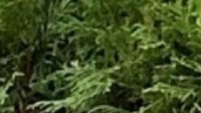 Nicholas Anthony Donofrio