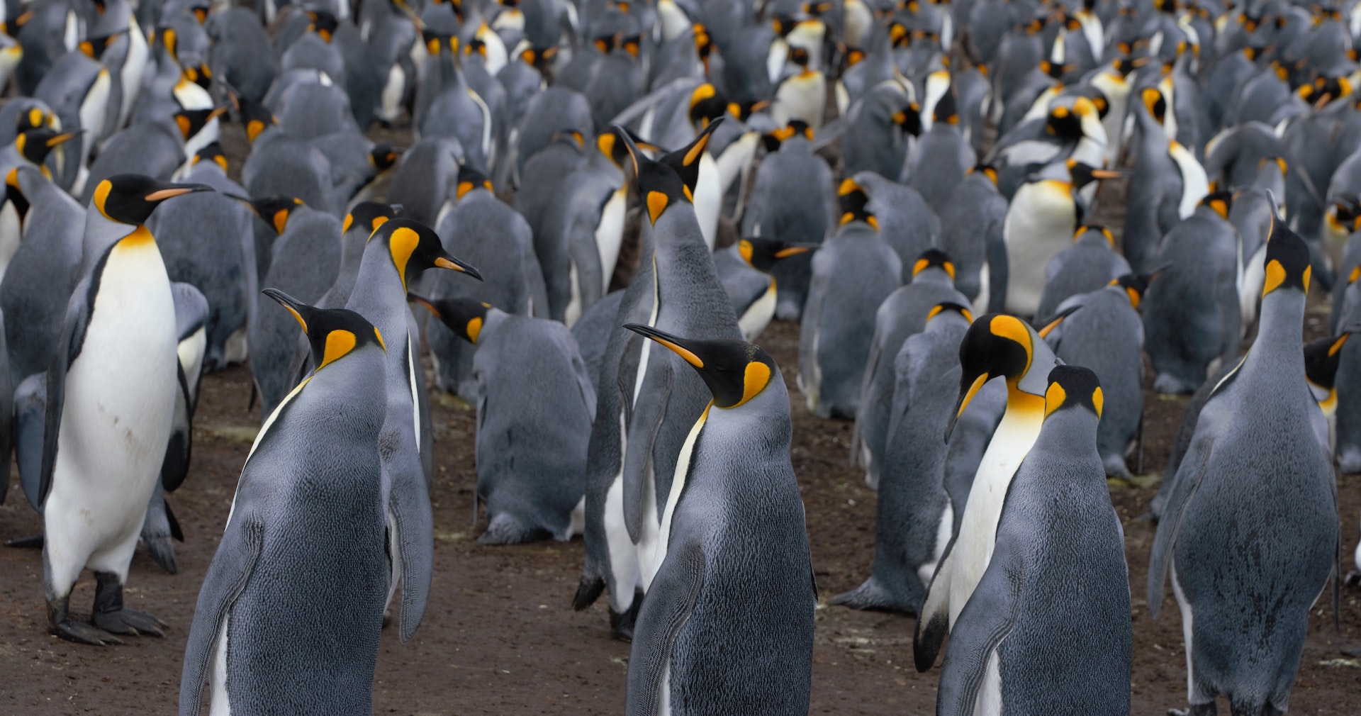 Pingüino Emperador En Peligro De Extinción Por El Deshielo Registrado