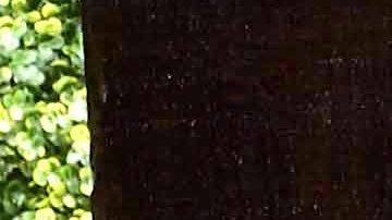 La actriz y cantante Lis Vega.