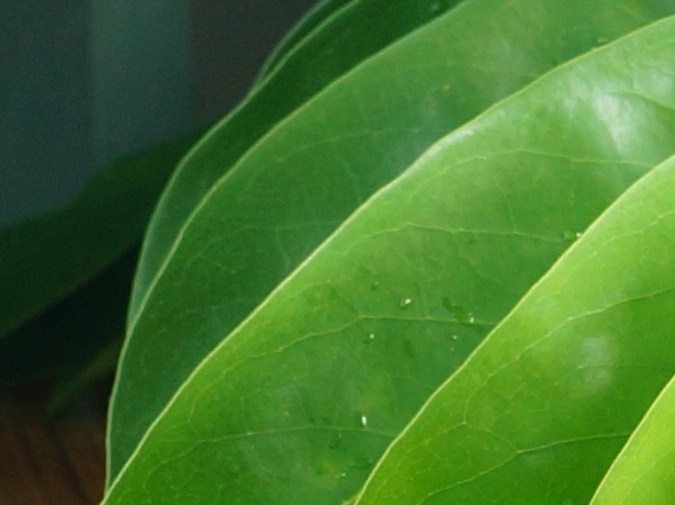 El consumo del té de hojas de guanábana se asocia a reducir el estrés y mejorar el insomnio.