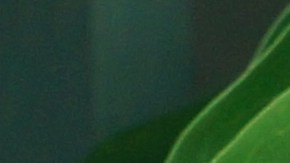 El consumo del té de hojas de guanábana se asocia a reducir el estrés y mejorar el insomnio.