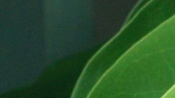 El consumo del té de hojas de guanábana se asocia a reducir el estrés y mejorar el insomnio.