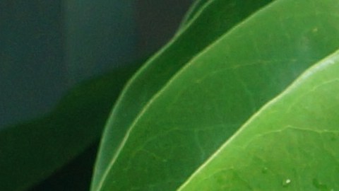 El consumo del té de hojas de guanábana se asocia a reducir el estrés y mejorar el insomnio.