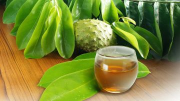 El consumo del té de hojas de guanábana se asocia a reducir el estrés, mejorar el insomnio