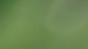 El té de jazmín tiene la propiedad de disminuir la frecuencia cardiaca y tiene un ligero efecto sedante.