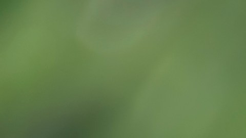 El té de jazmín tiene la propiedad de disminuir la frecuencia cardiaca y tiene un ligero efecto sedante.