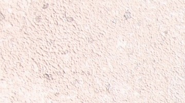 Por sus componentes naturales, el vinagre representa una opción para desinfectar sin el uso de químicos