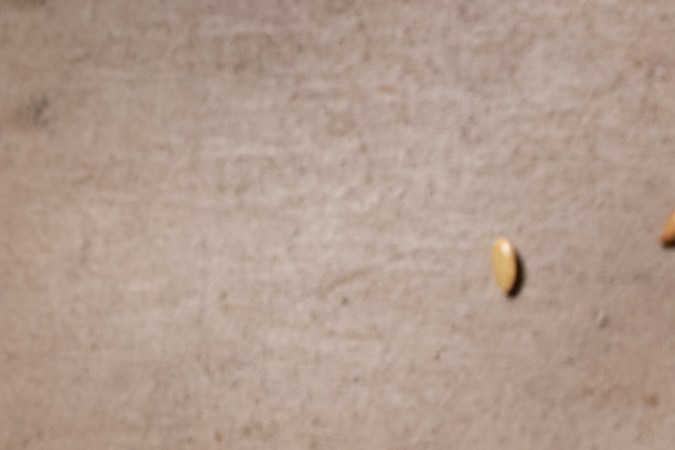 Frutos secos