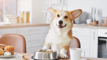 La comida para mascotas  son subproductos de origen animal que pueden contener huesos molidos, piel y órganos
