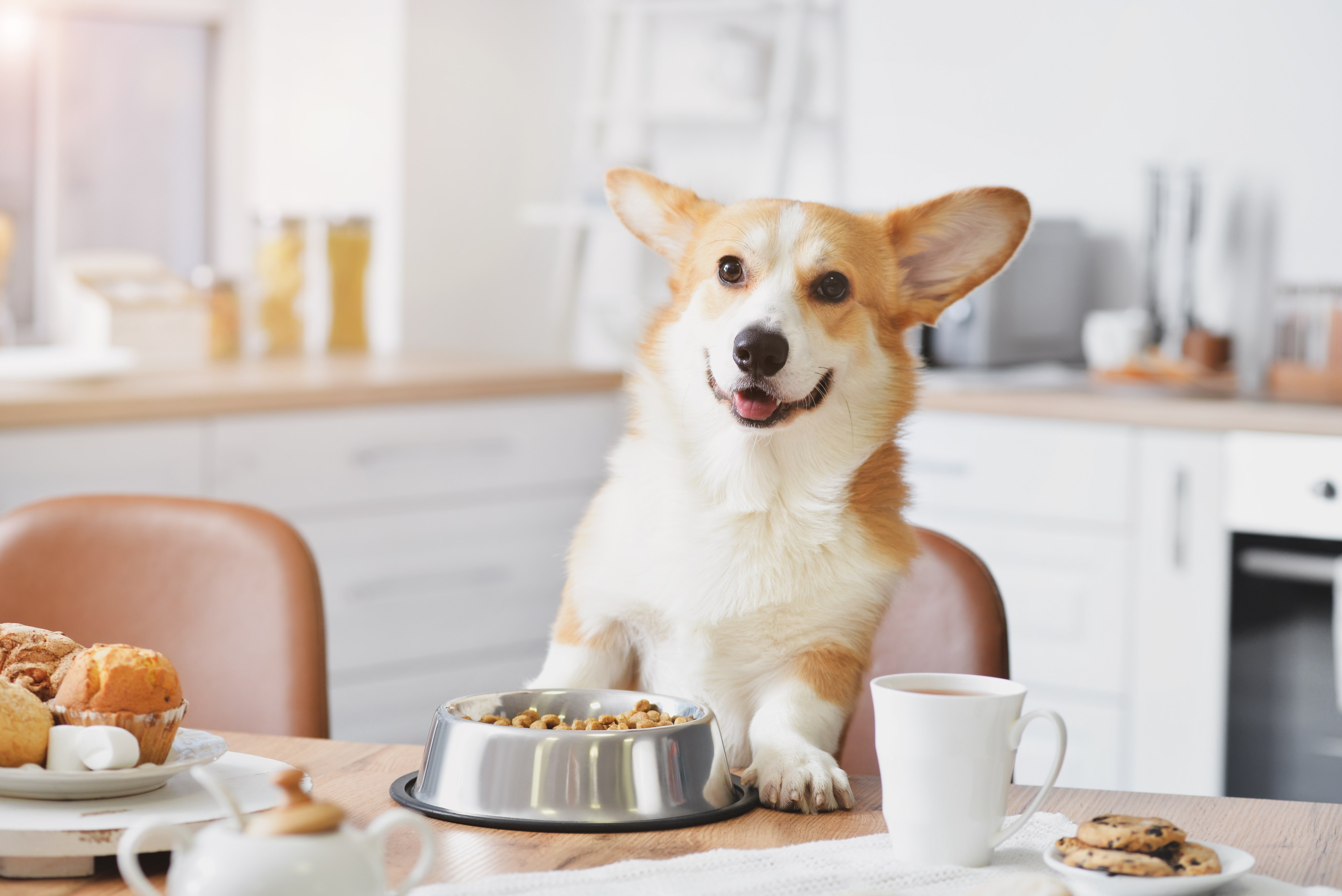 cuantas tazas hay en la comida para perros orijen