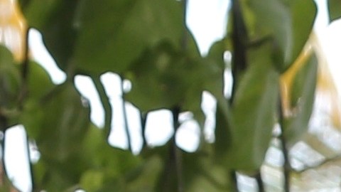 Toni Costa.