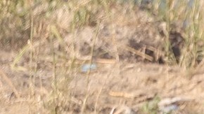 El Paso está en un "punto de quiebre" por la llegada masiva de migrantes, advirtió el alcalde Oscar Leeser