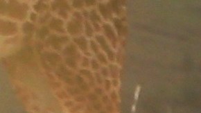 El conductor Raúl de Molina habló de las declaraciones de la cantante mexicana Aracely Arámbula.