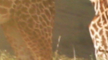 El conductor Raúl de Molina habló de las declaraciones de la cantante mexicana Aracely Arámbula.