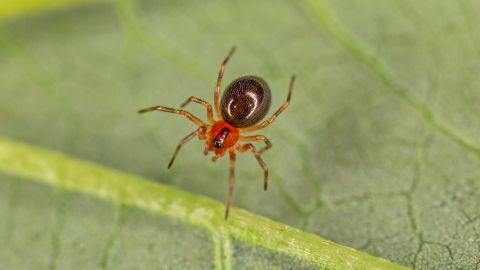 Araña del dinero